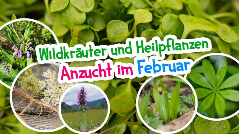 Wildkräuter und Heilpflanzen - Anzucht im Februar