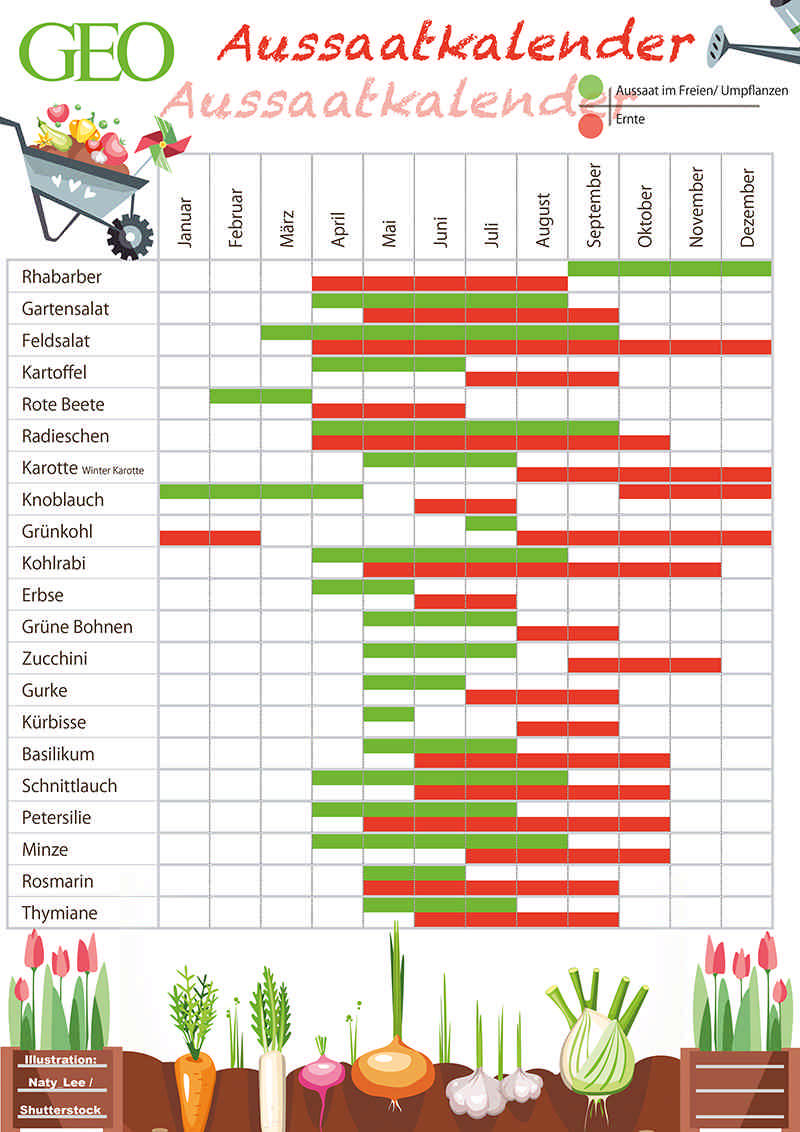 Aussaatkalender für Gemüse, Salat & Co