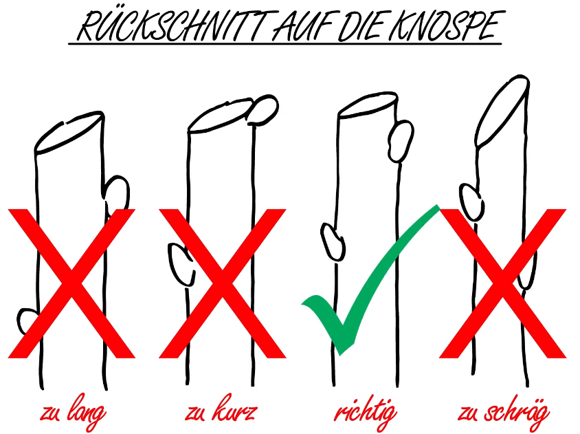 Rückschnitt auf die Knospe